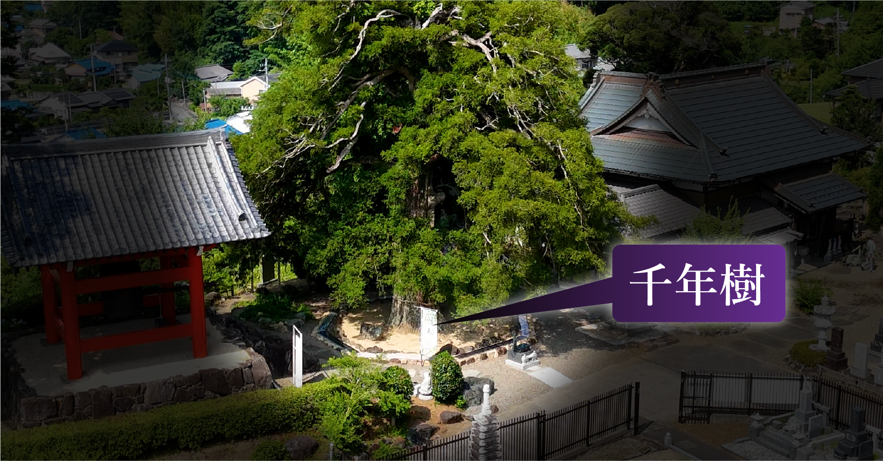 千年樹